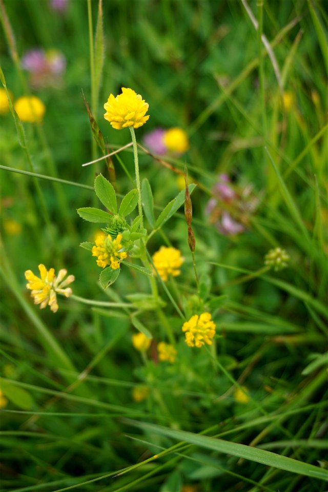 Trifolium patens Schreb., 1804