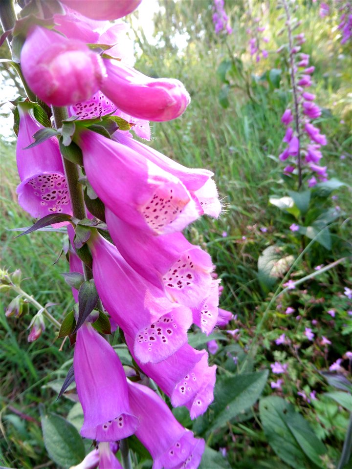 Digitalis purpurea L., 1753
