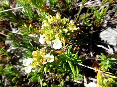 Teucrium montanum L., 1753