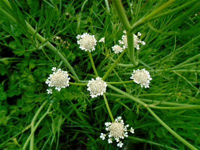 Oenanthe silaifolia M.Bieb., 1819