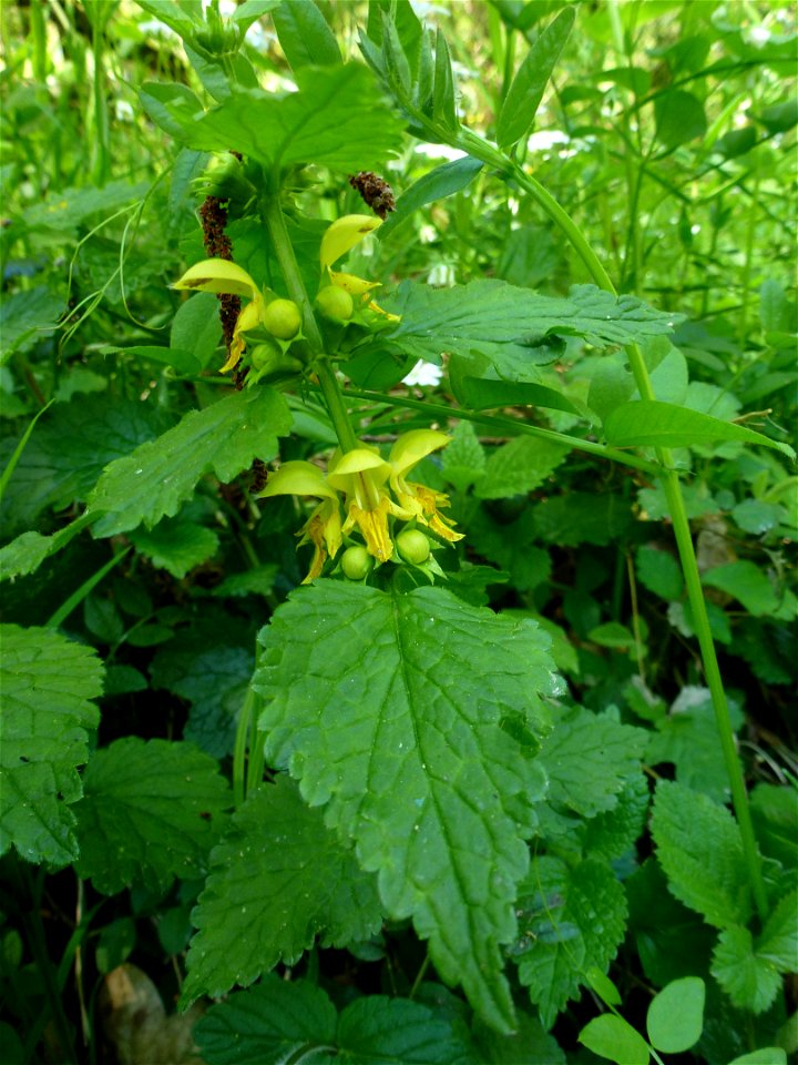 Lamium galeobdolon subsp. montanum (Pers.) Hayek, 1929