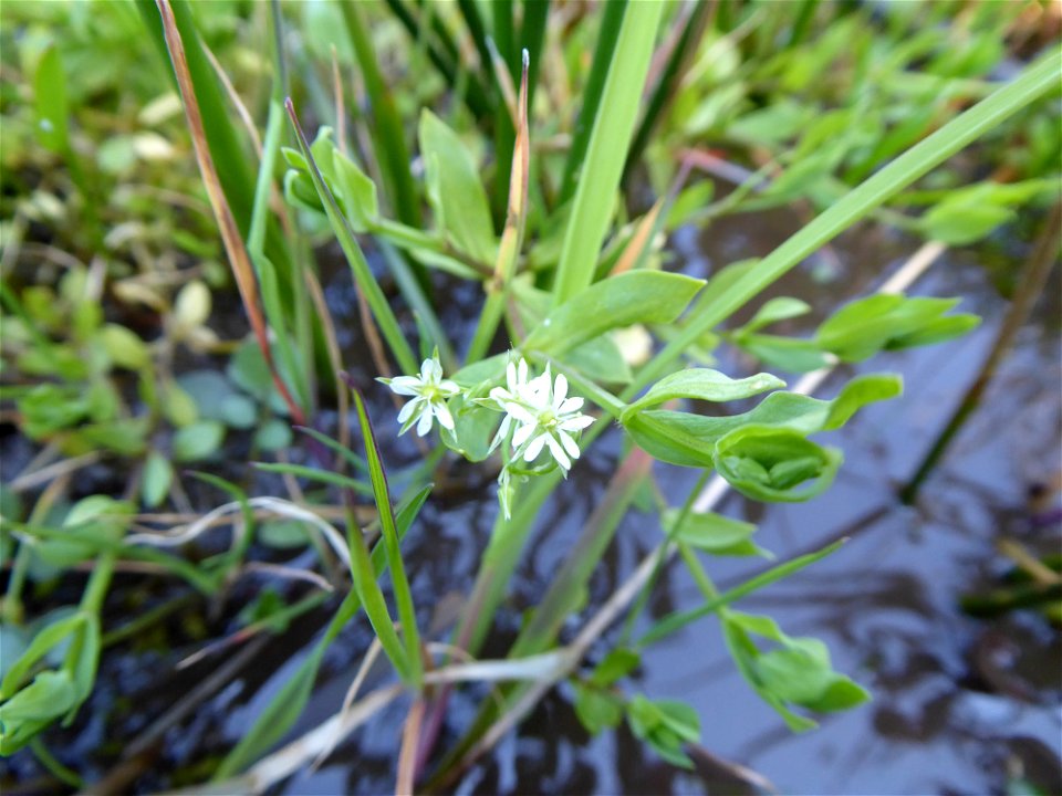 Stellaria alsine Grimm, 1767