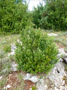 Buxus sempervirens L., 1753