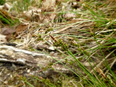 Carex pilulifera L., 1753