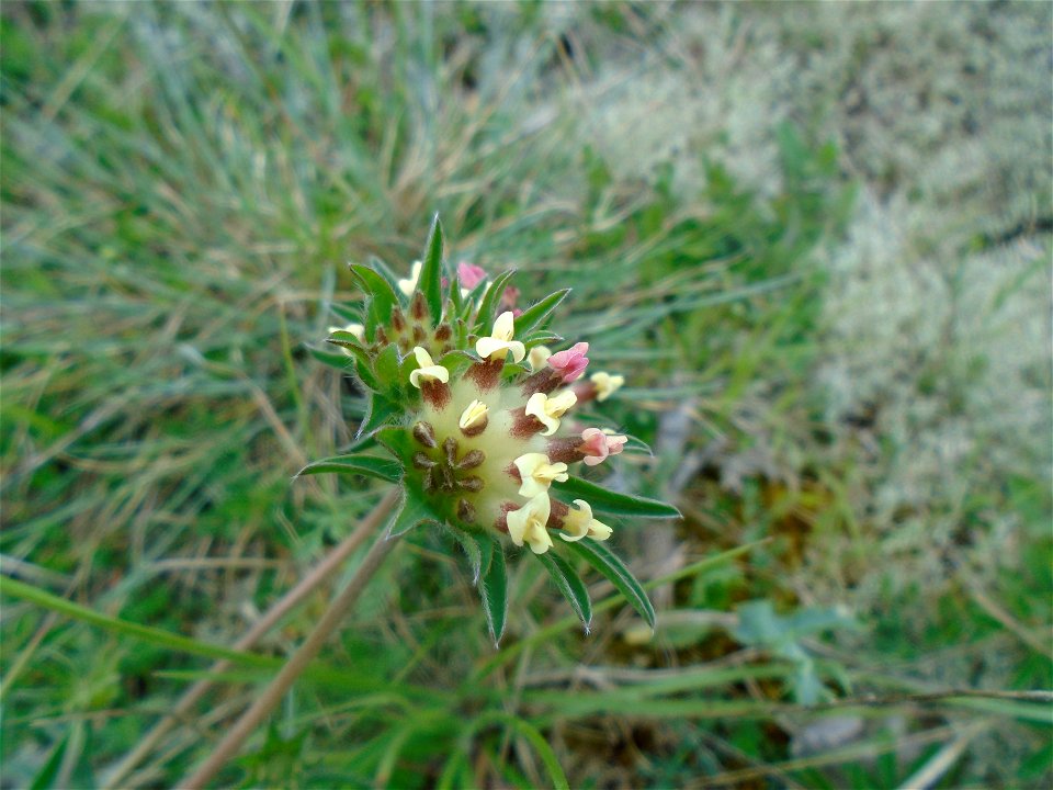 Anthyllis vulneraria L., 1753