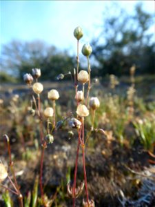 Spergula morisonii Boreau, 1847