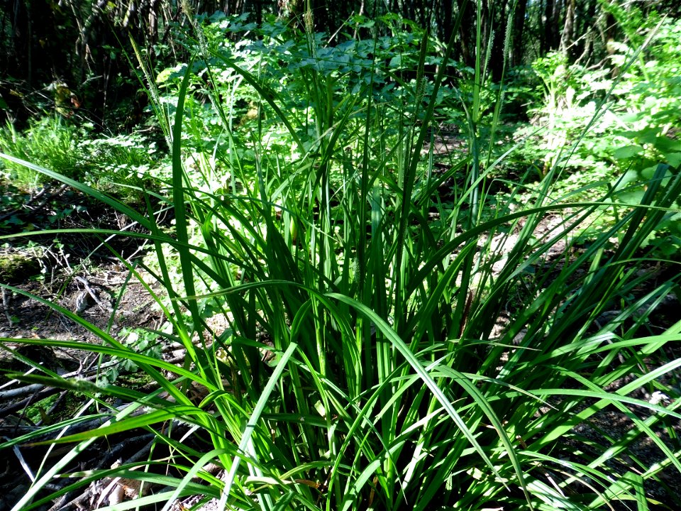 Carex laevigata Sm., 1800