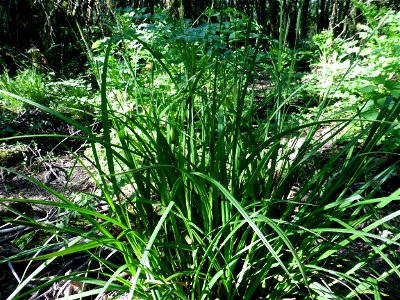 Carex laevigata Sm., 1800