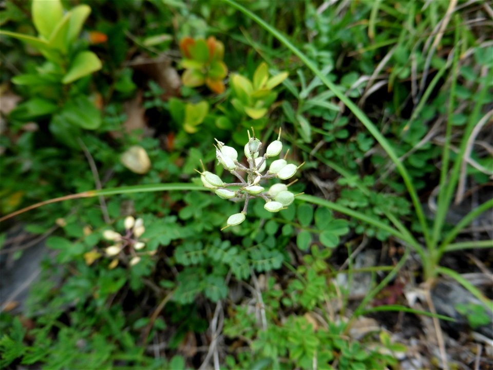 Alyssum montanum L., 1753