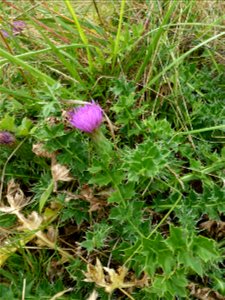Cirsium acaulon (L.) Scop., 1769