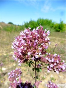 Origanum vulgare L., 1753