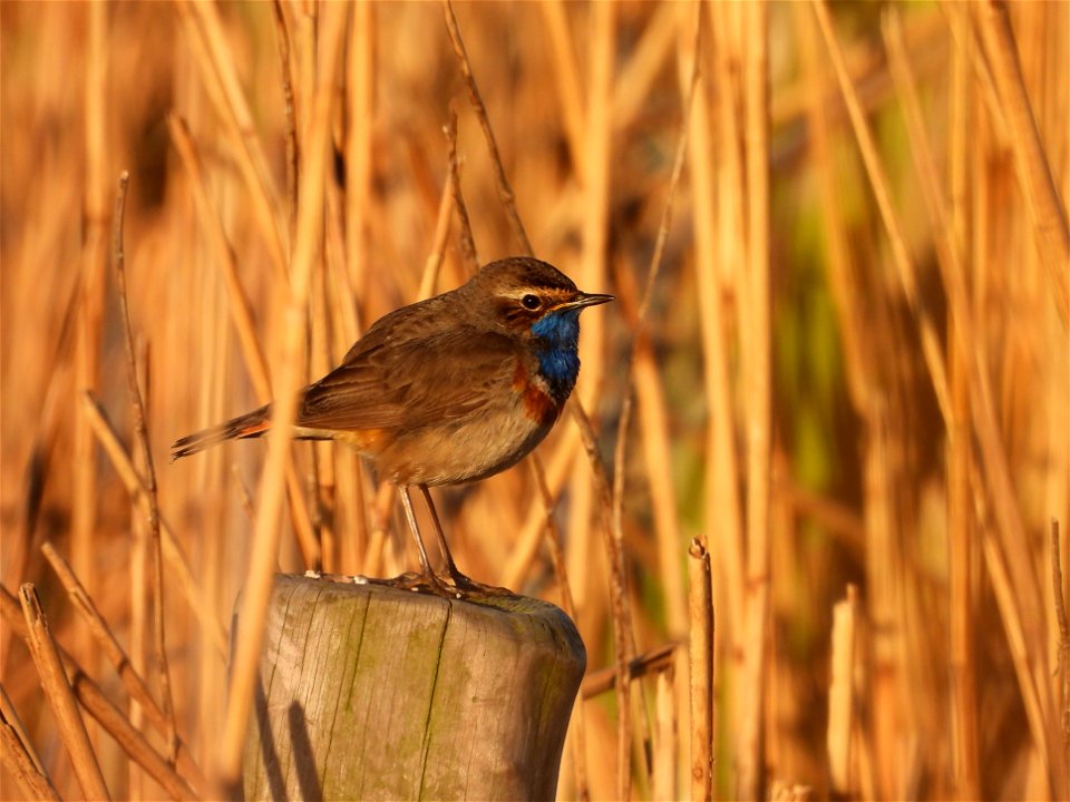 Blauwborst