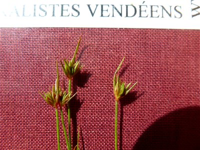 Juncus capitatus Weigel, 1772
