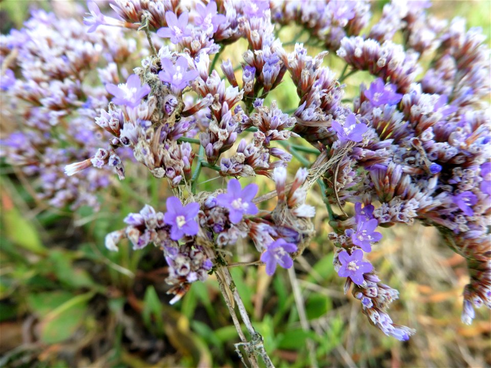 Limonium vulgare Mill., 1768