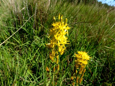 Narthecium ossifragum (L.) Huds., 1762