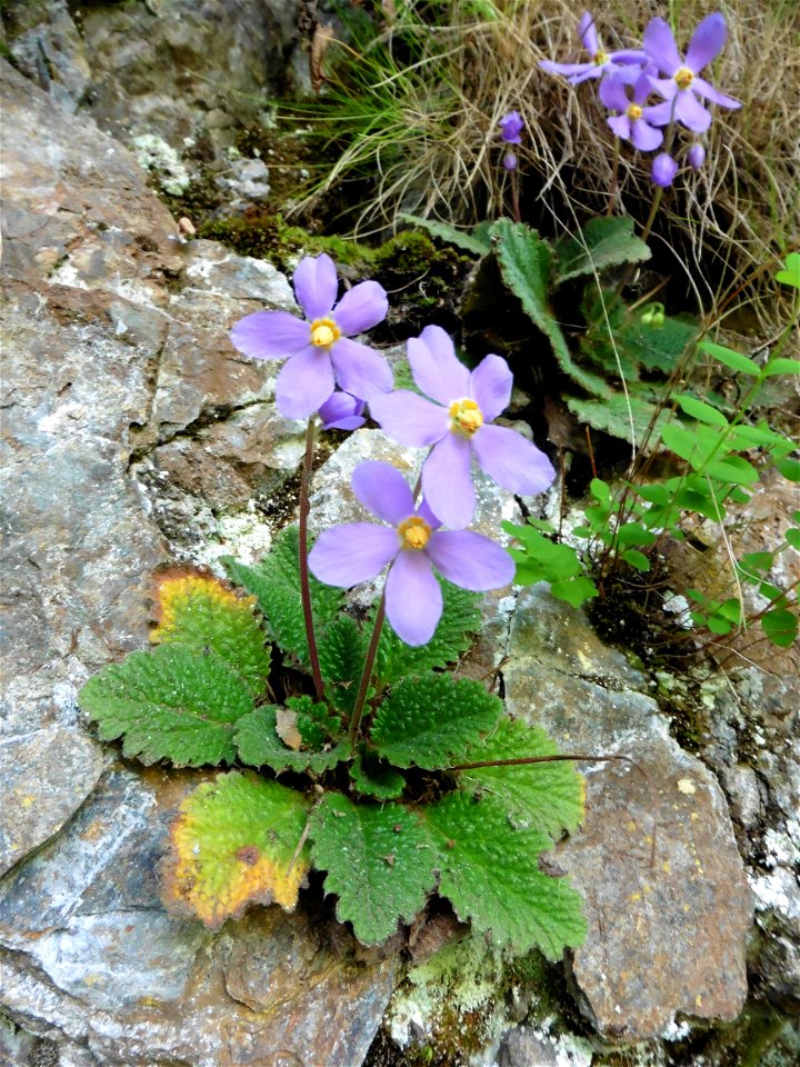 Ramonda myconi (L.) Rchb., 1831