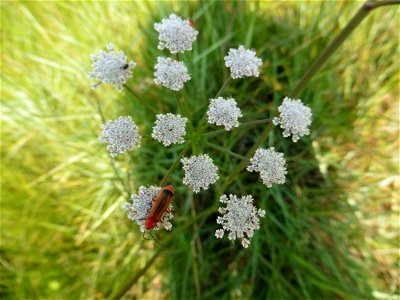 Oenanthe lachenalii C.C.Gmel., 1805