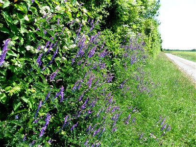 Vicia cracca L., 1753