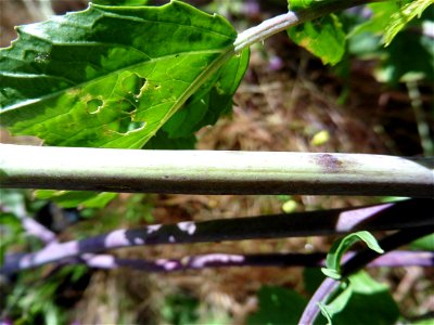 Brassica nigra (L.) W.D.J.Koch, 1833