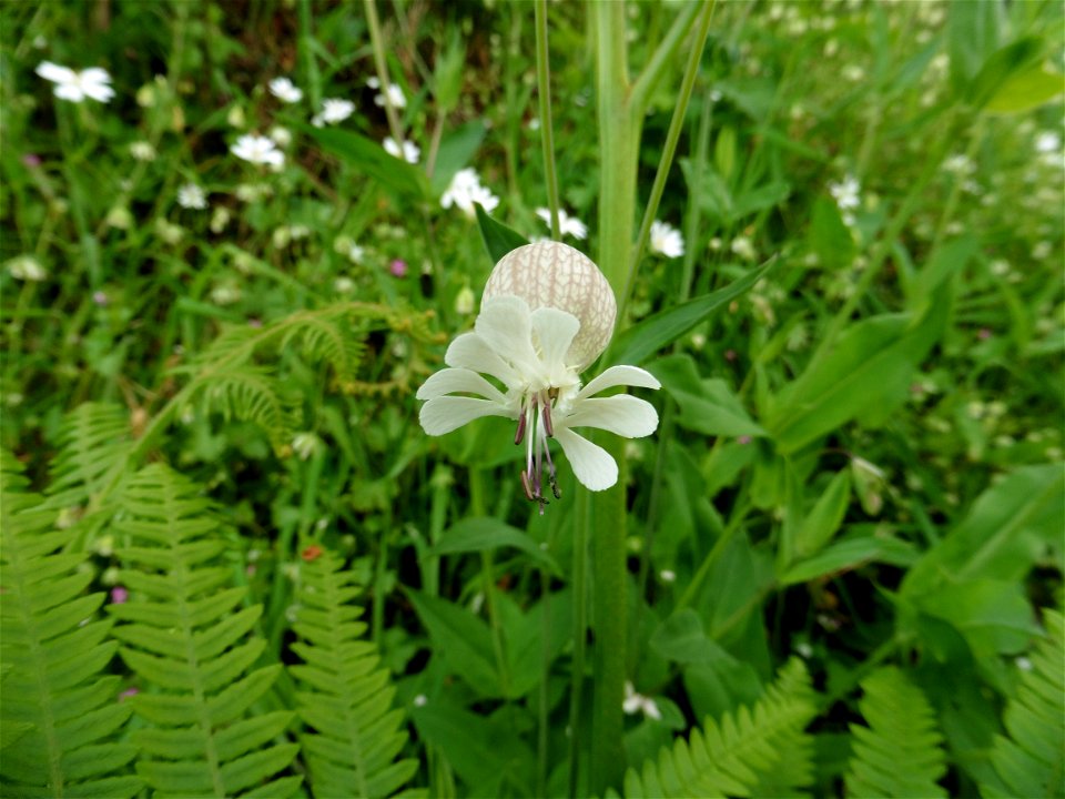Silene vulgaris (Moench) Garcke, 1869