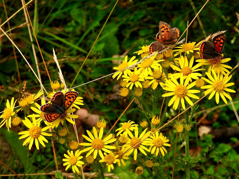 Kleine vuurvlinders en bruine vuurvlinder