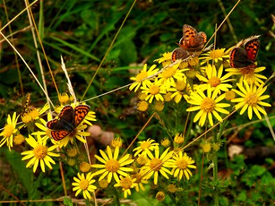 Kleine vuurvlinders en bruine vuurvlinder