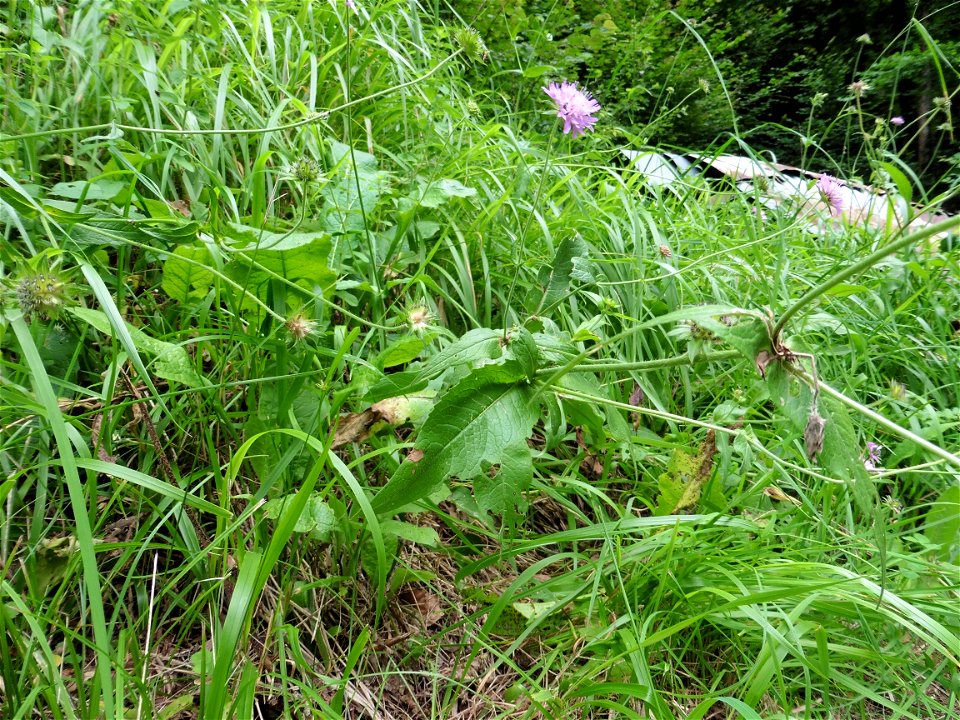 Knautia dipsacifolia (Host) Kreutzer, 1840