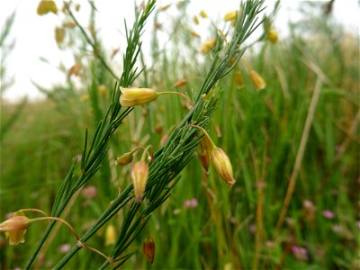 Asparagus officinalis subsp. officinalis L., 1753
