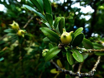 Buxus sempervirens L., 1753