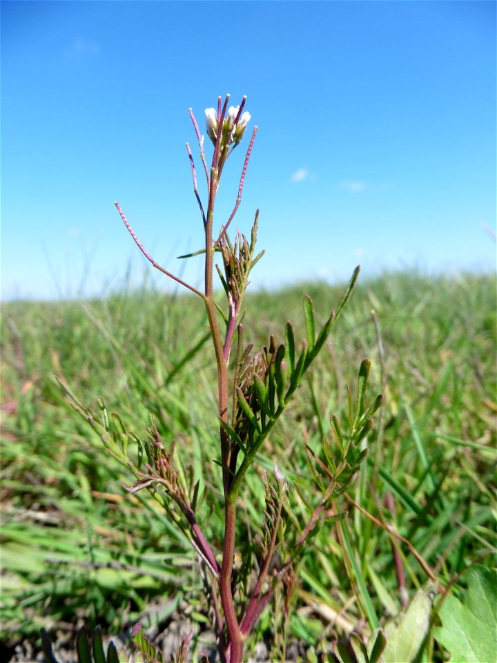 Cardamine parviflora L., 1759