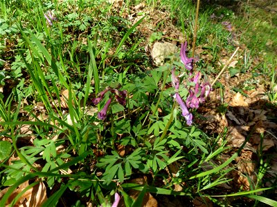 Corydalis solida (L.) Clairv., 1811