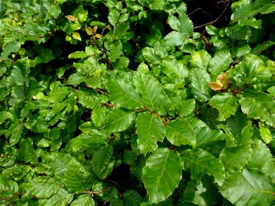 Fagus sylvatica L., 1753