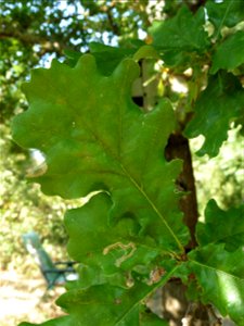 Quercus robur L., 1753