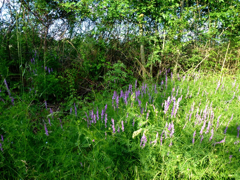 Vicia cracca L., 1753