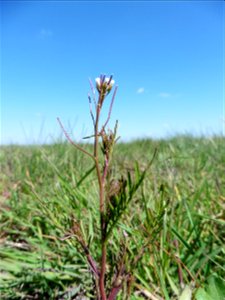 Cardamine parviflora L., 1759