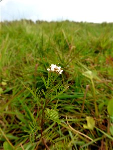 Cardamine parviflora L., 1759