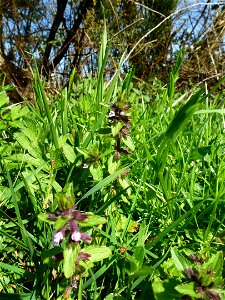 Stachys arvensis (L.) L., 1763