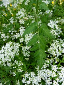Anthriscus sylvestris (L.) Hoffm., 1814