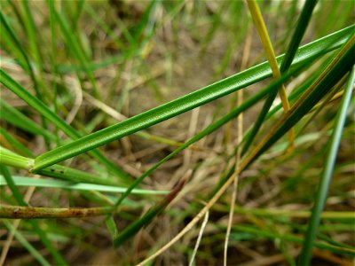 Juncus gerardi Loisel., 1809