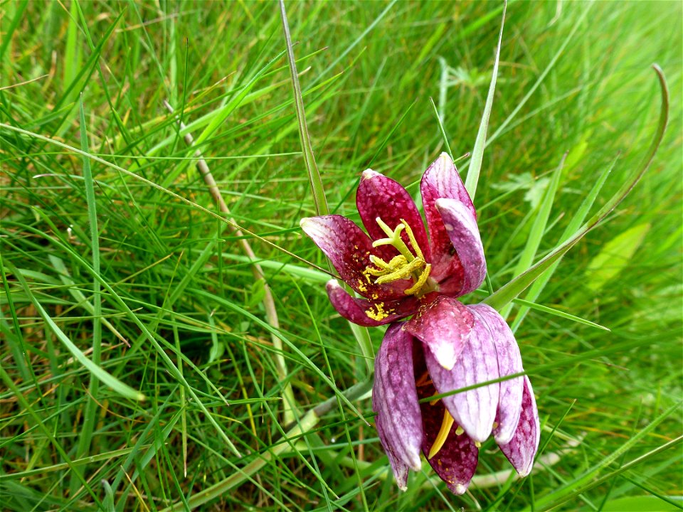 Fritillaria meleagris L., 1753