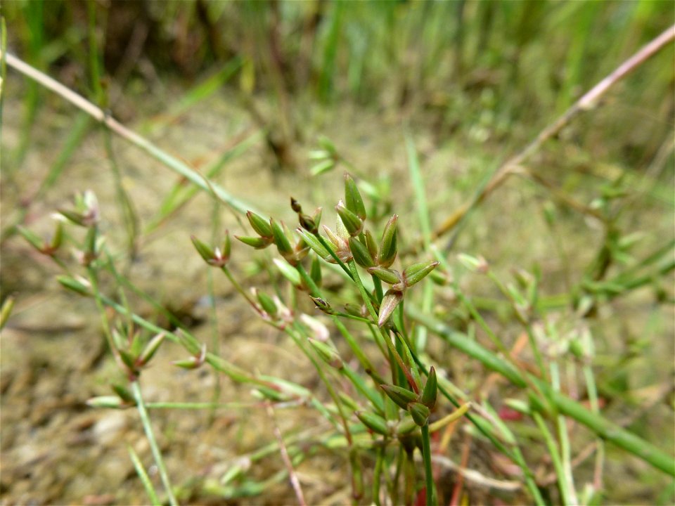Juncus pygmaeus Rich. ex Thuill., 1799
