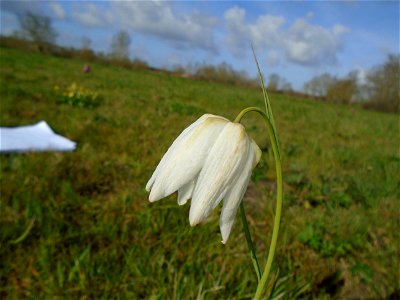 Fritillaria meleagris L., 1753