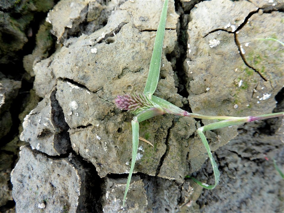 Crypsis schoenoides (L.) Lam., 1791