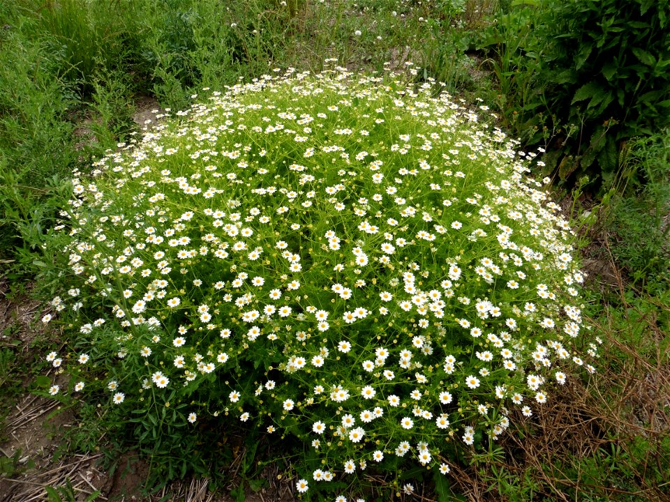 Anthemis cotula L., 1753