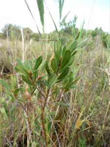 Myrica gale L., 1753