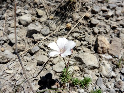 Linum suffruticosum subsp. appressum (Caball.) Rivas Mart., 1978