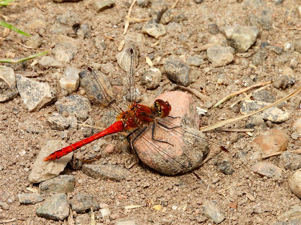 Bloedrode heidelibel
