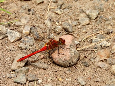 Bloedrode heidelibel