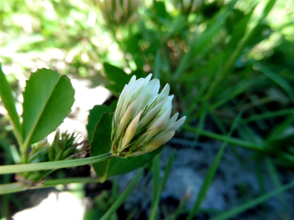 Trifolium michelianum Savi, 1798