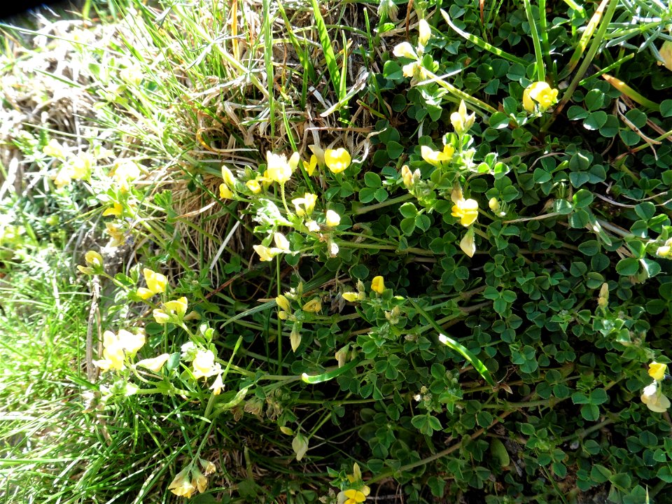 Medicago suffruticosa Ramond ex DC., 1805